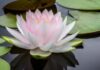 lotus çiçeği
