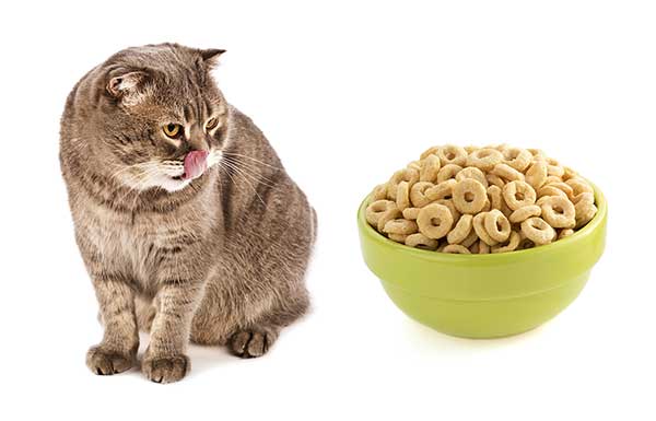 kedi maması